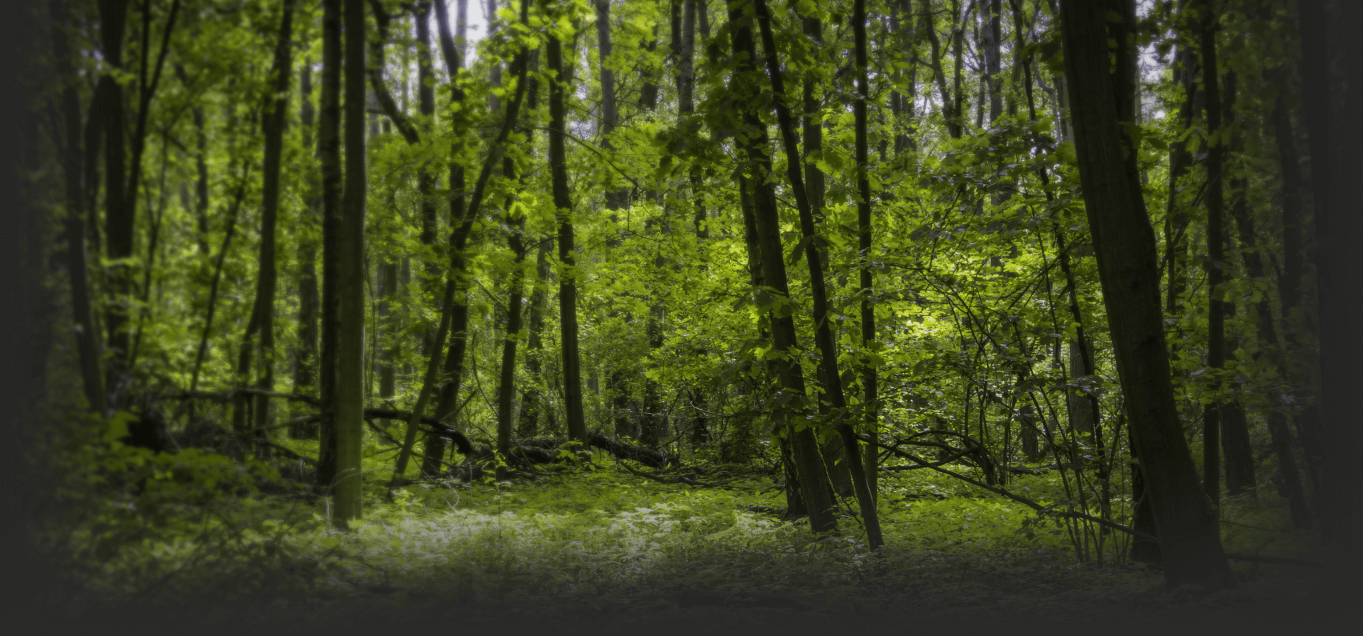 Forêt dense en végétation avec de grands arbres feuillus et de petites plantes vertes. 